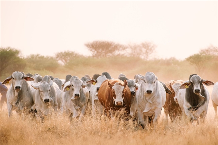 6th annual OKABRA Farmers Day