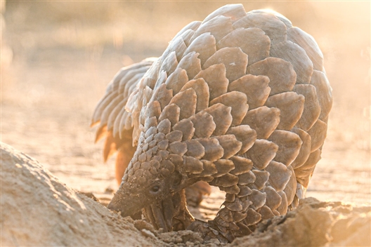 A Nocturnal Affair: Scaling up Pangolin Conservation