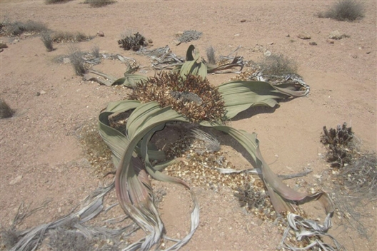 Welwitschia and Moonlandscape Tour